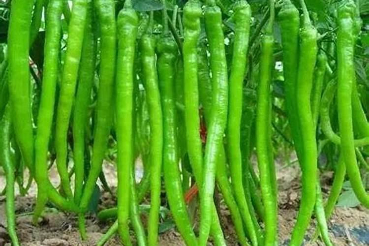 辣椒生长后期技术要点