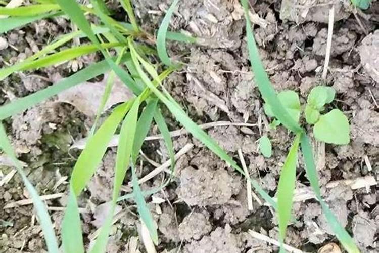 什么是小麦缺素症,小麦缺素症状的识别与补救措施