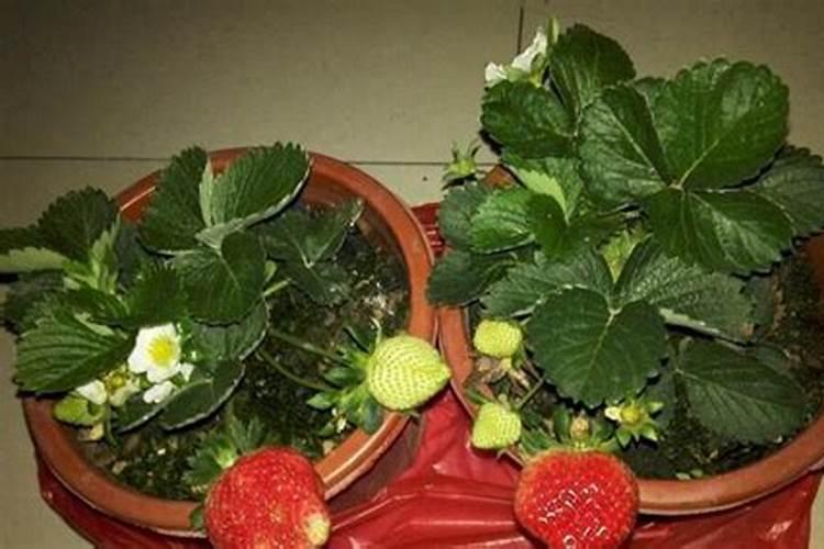 磷肥草莓放多少