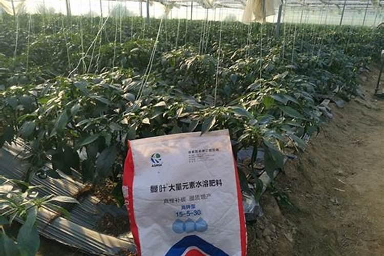 辣椒膨果最快最好的水溶肥