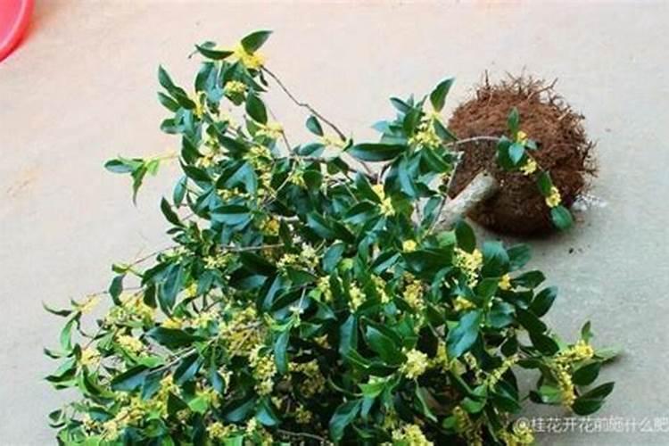 植物开花用什么肥料 植物开花适合用什么肥料