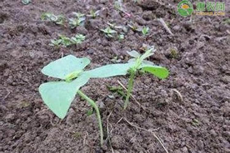 豇豆苗盆栽如何管理 豇豆苗盆栽怎么管理