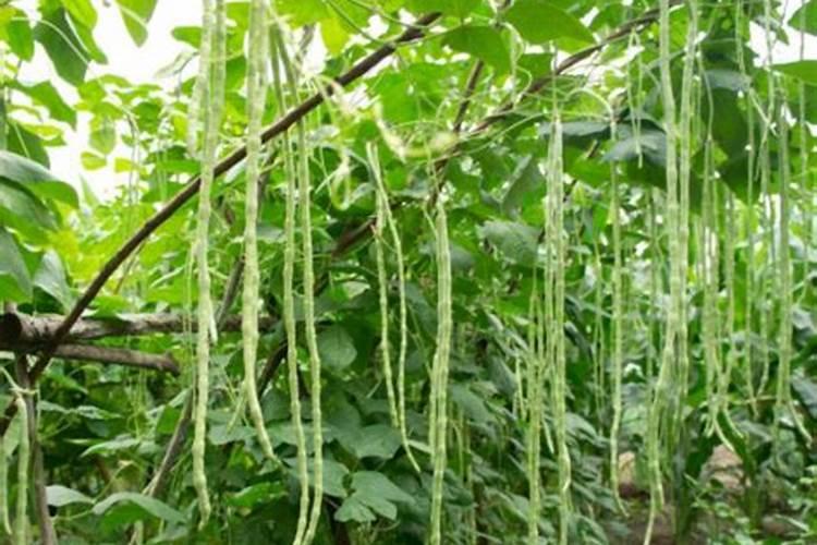 豇豆在出芽期,能不能浇水？