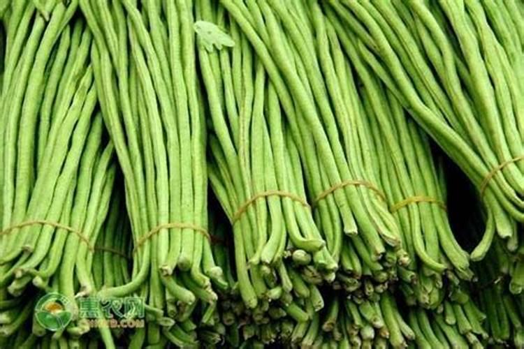 豆角生长期怎么浇水？如何提高豆角的产量？