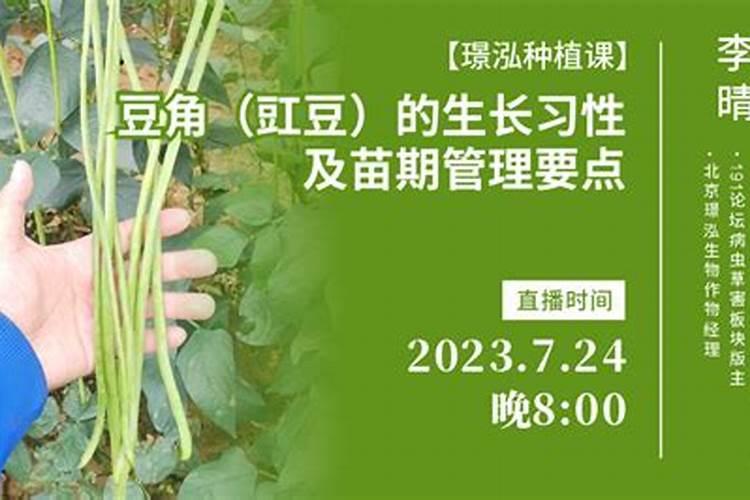 豇豆施肥的正确方法