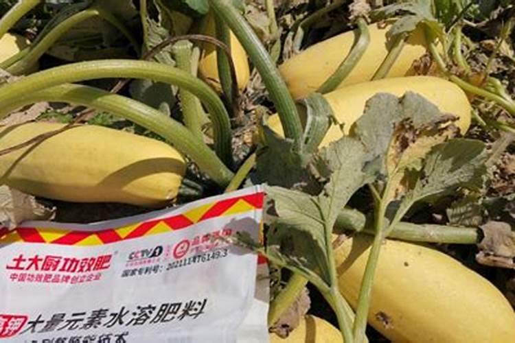 西葫芦2叶时冲什么肥料好