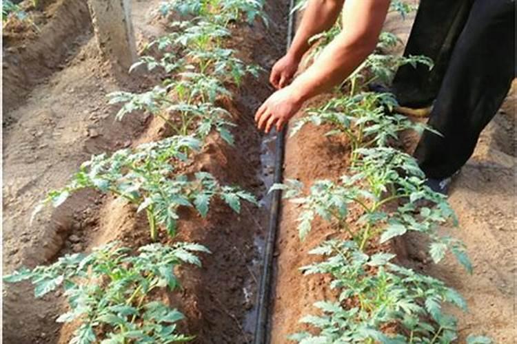 西红柿种植用什么肥
