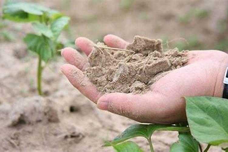 如何使用微量元素及钙肥促进保果？