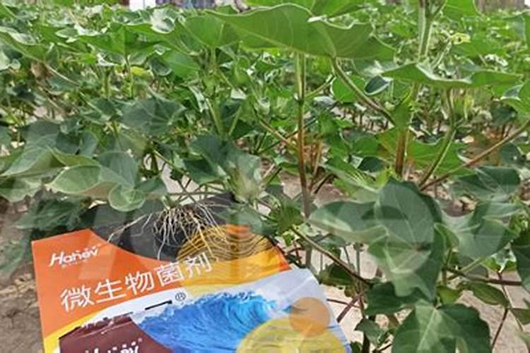 氮磷钾肥搭配秘籍:这样施肥,作物产量翻倍