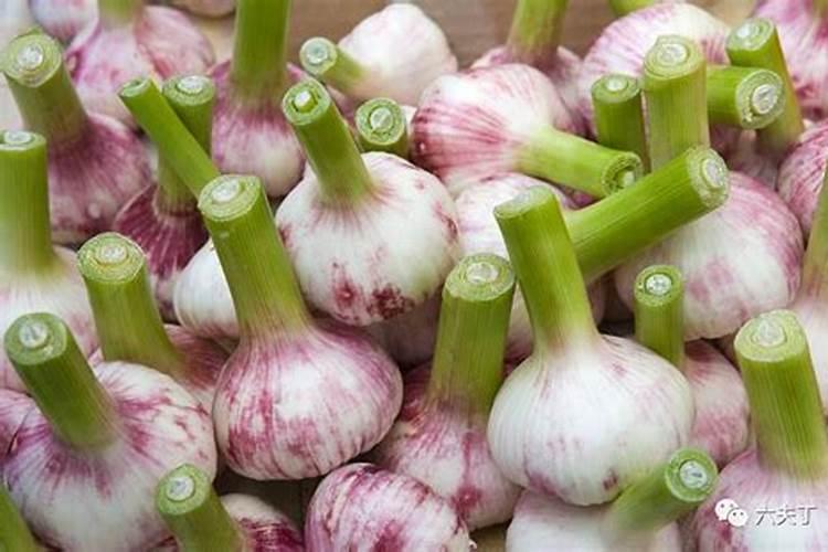 大蒜追肥的最佳时间