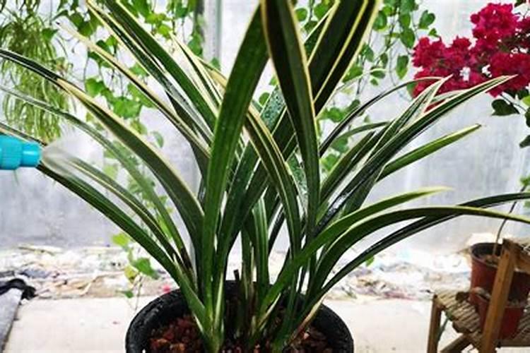 兰花营养液浇根时要不要先浇一道水