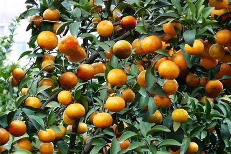 如何使柑橘增甜增重防裂果呢？