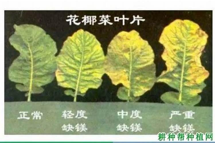 在缺镁的土壤上最宜施用那种氮肥