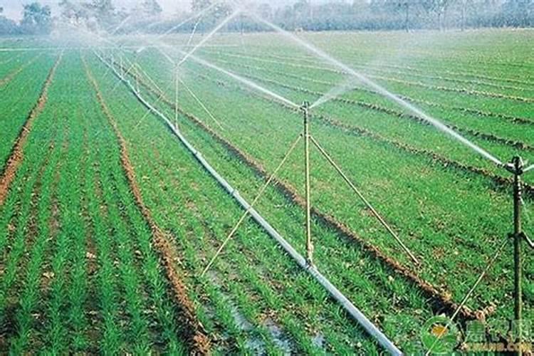 水溶肥灌根使用方法