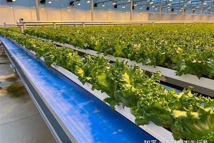 大棚种植需要注意什么？用什么肥料好!