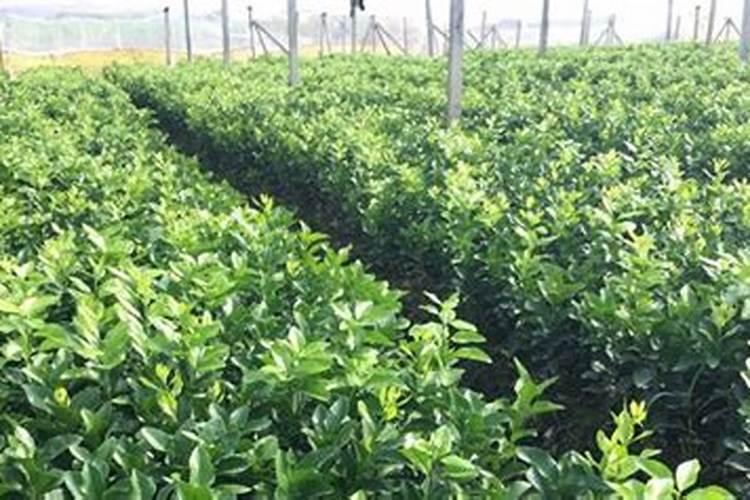 靓果一号叶面肥