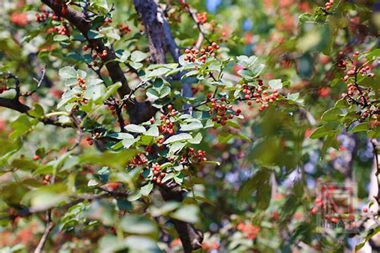 7月份,花椒树进入转色中后期,此时花椒树管理的要点是什么？