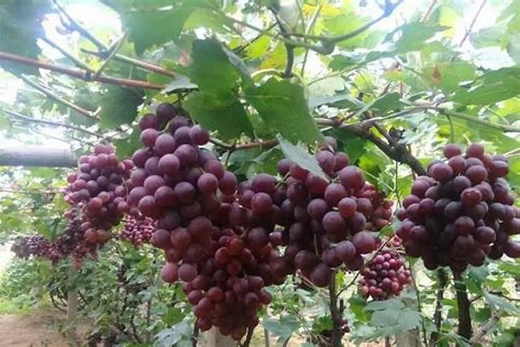 葡萄苗期应该用哪种肥料？葡萄种植专用也忙怎么用合适？