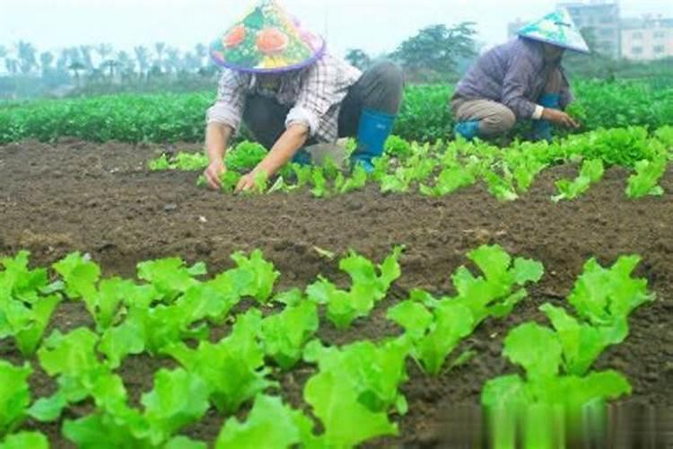 磷肥种菜的使用方法