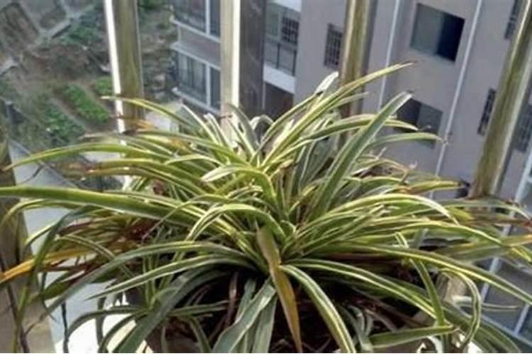 金边吊兰叶子发黄怎么办,补充养分修剪烂根