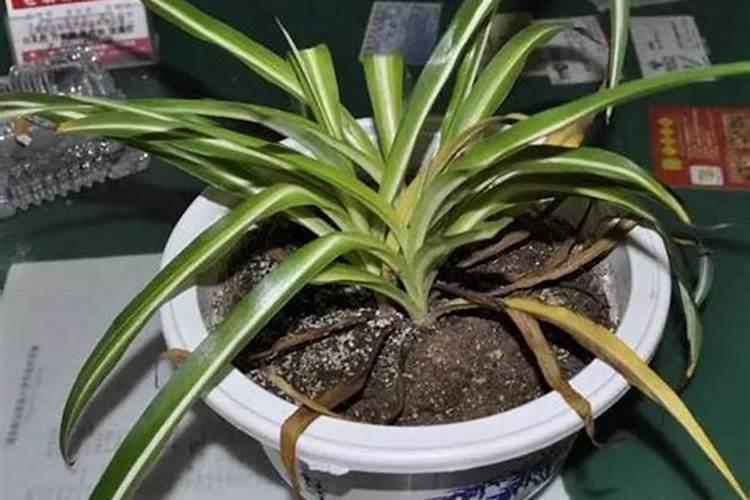 金边吊兰叶子发黄该怎么处理