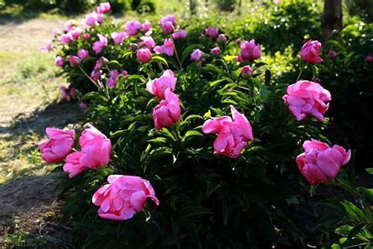 芍药花可施叶面肥吗？