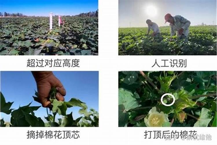 棉花花铃期施肥很重要,棉花花铃期怎么施肥？