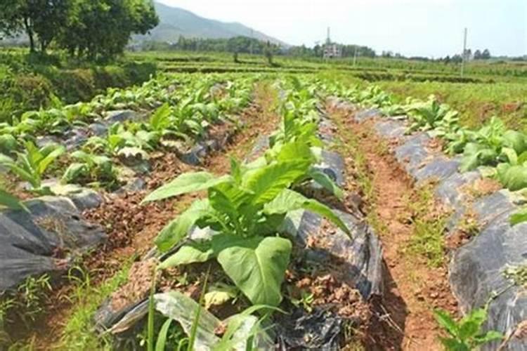 一亩烤烟用多少钾肥 什么时候施钾肥好