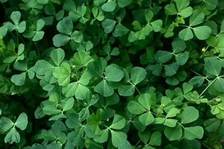 桃树用什么肥料桃子甜 施肥注意事项有哪些