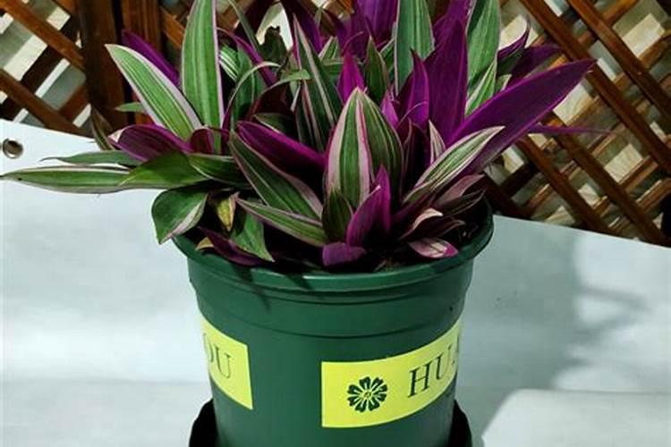 紫背竹芋怎么养