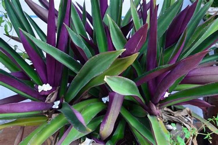 紫背天葵应该怎么栽培？