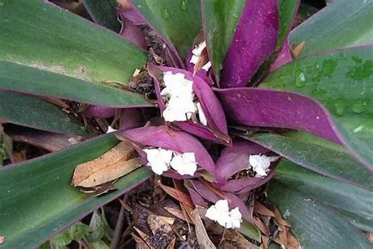 紫背竹芋怎么养殖方法