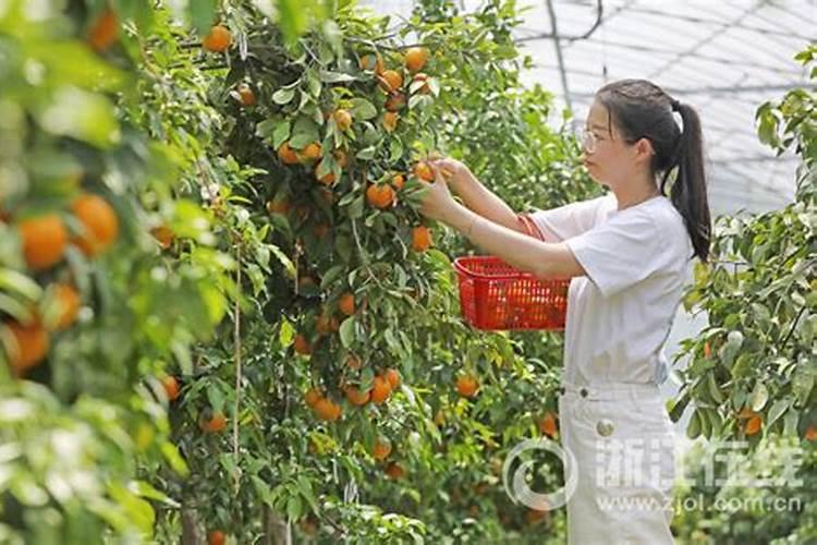 沃柑全年施肥时间表 介绍沃柑及施肥的方法