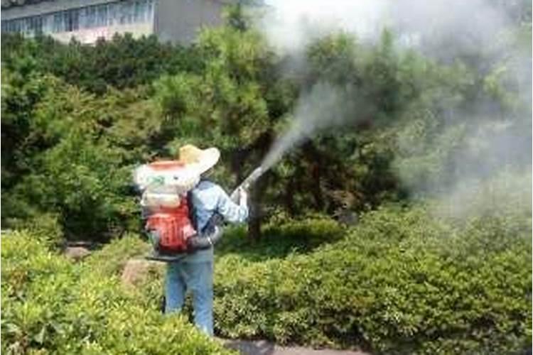 新植大树的养护方法为