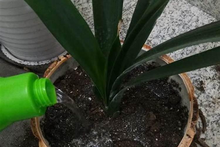 君子兰施肥方法,施什么肥能开花