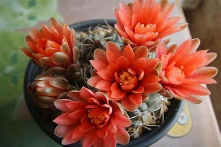 绯花玉施什么肥最好