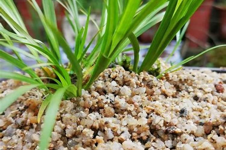 兰花叶片染上病虫害该怎么防治