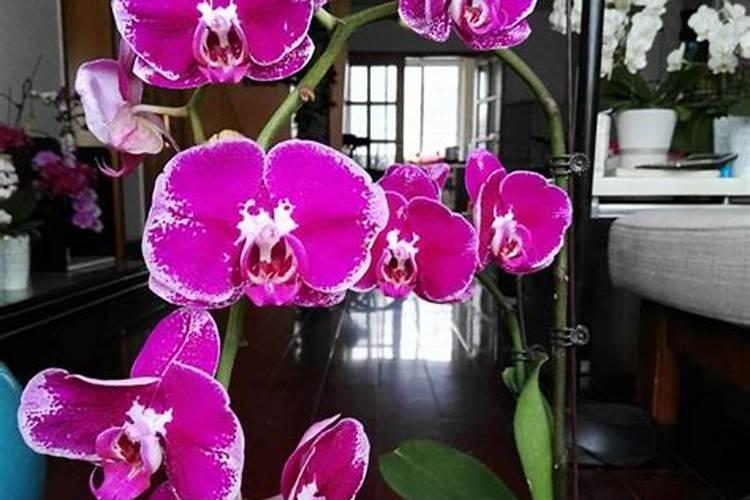 蝴蝶兰开完花后怎么处理方法