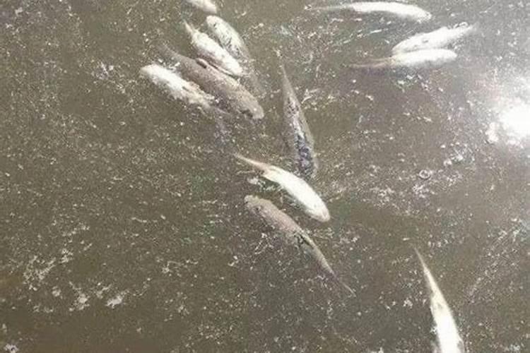 鱼蛋白肥料的功能和效果,鱼蛋白具体在作物上的应用