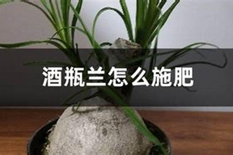 酒瓶兰怎么施肥