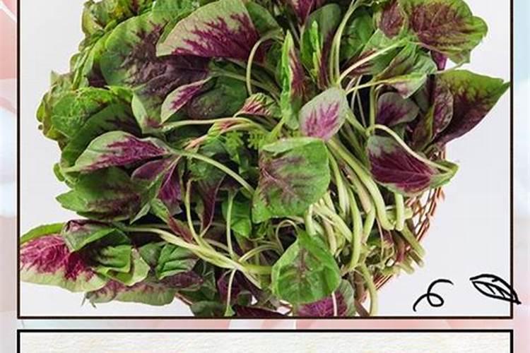 红苋菜怎么种植