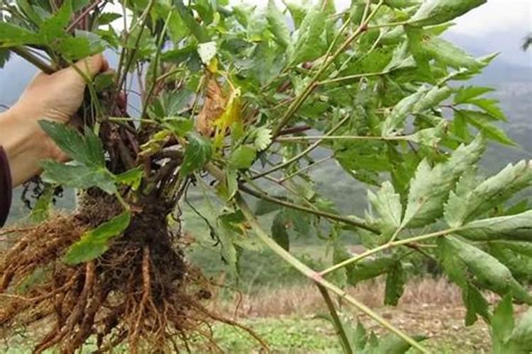 种植当归用什么肥料