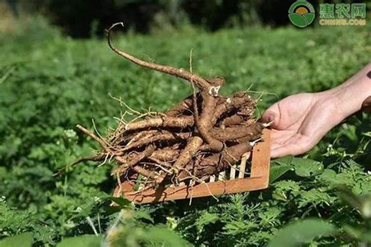 当归种植需要什么肥