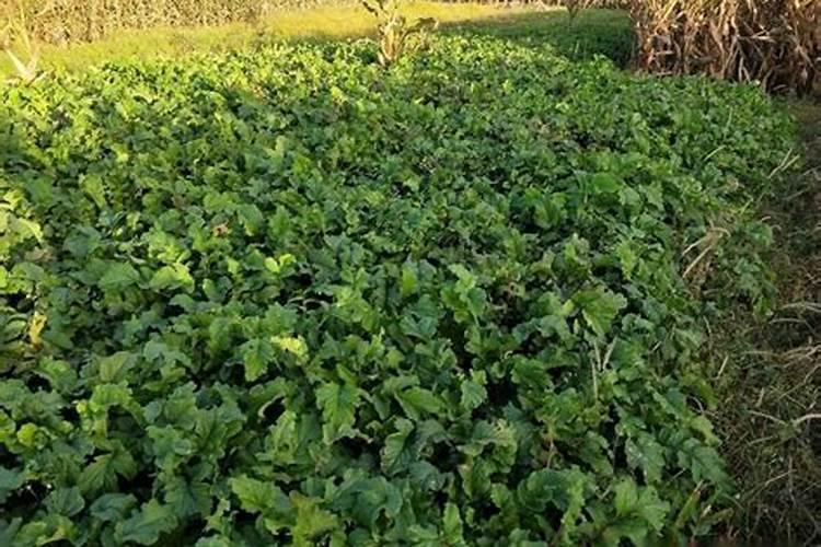 萝卜需肥规律及施肥方法？