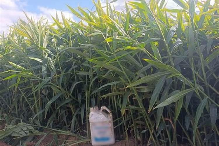 果树施肥用什么肥料好？