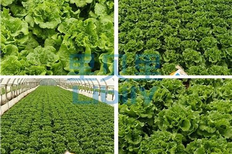 生菜叶片增厚用什么叶面肥