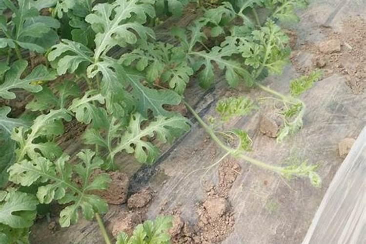 氮肥超标对西瓜危害是什么