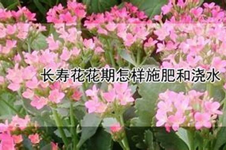 果树专用肥有哪几种