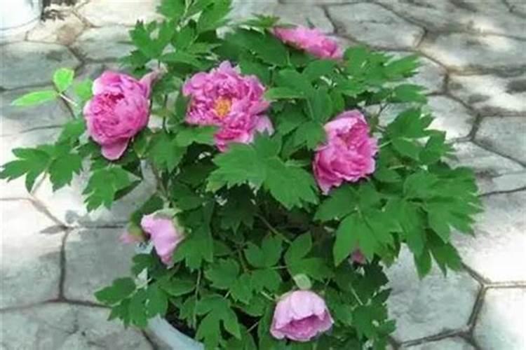 白芍怎么养才能更旺盛 白芍如何养才能更旺盛