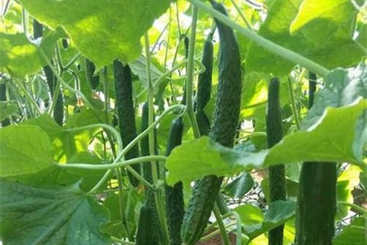 黄瓜结得多,这5种肥料不能缺